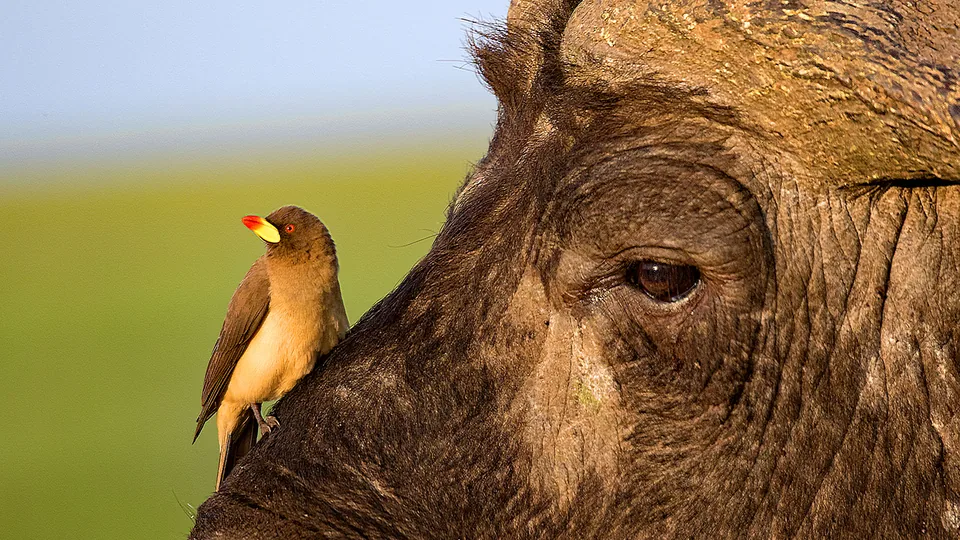 Close-up of a buffalo with a small bird perched near its eye.