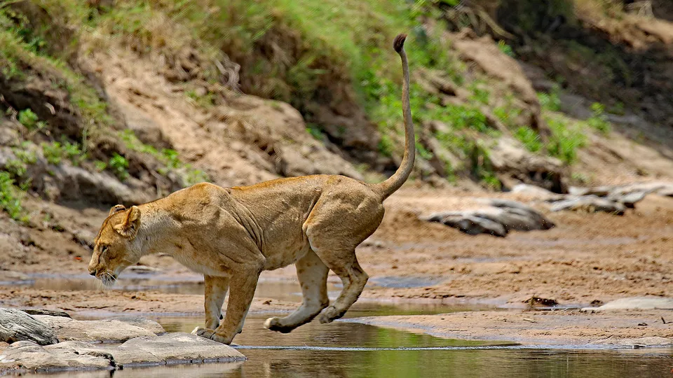 Lioness leaping across shallow water on a sandy riverbank.