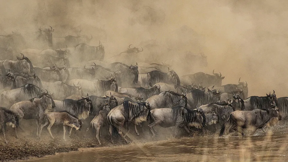 Wildebeest herd crossing water through heavy dust.