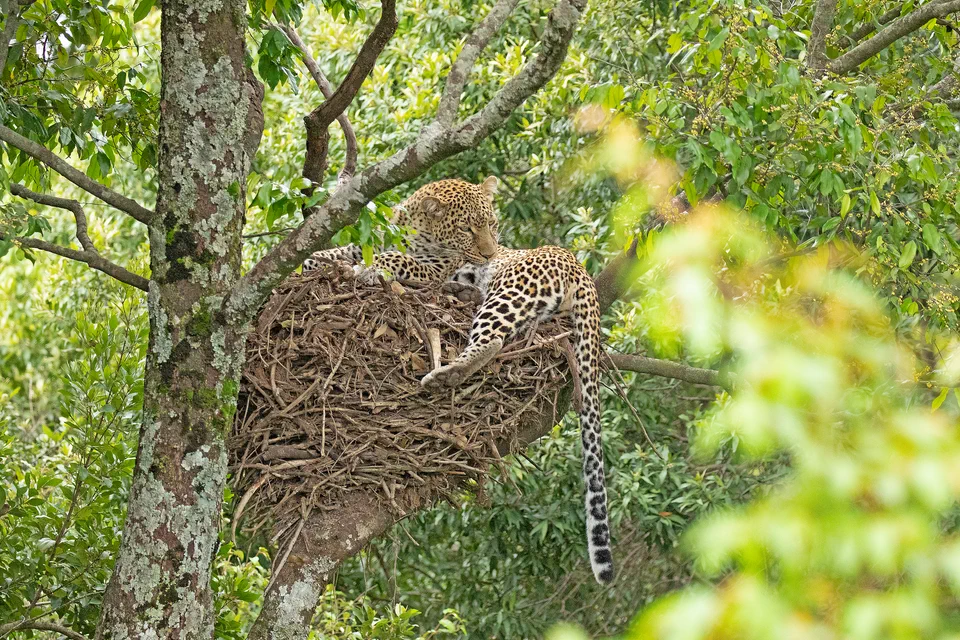 Kaboso the leopard resting on a large stick nest in a tree canopy.