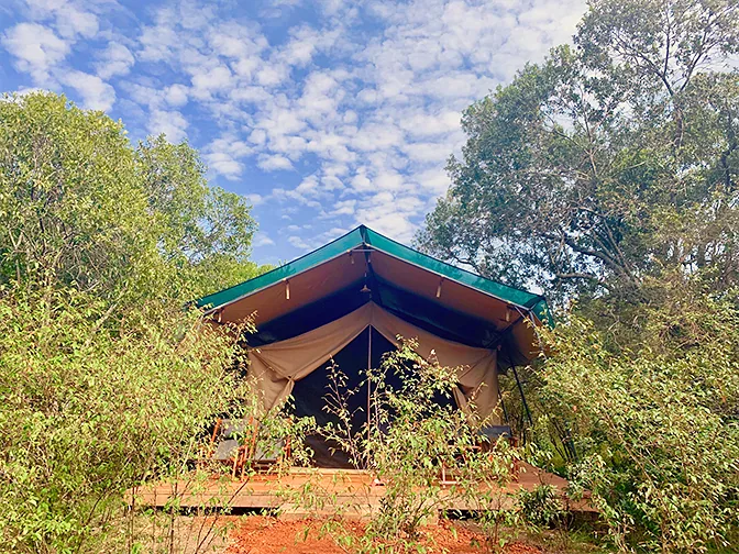 Canvas safari tent on a raised deck surrounded by trees at Kaboso Safari Camp.
